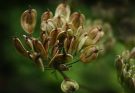 Az ánizs (Pimpinella anisum) fűszernövény ültetése, gondozása, felhasználása