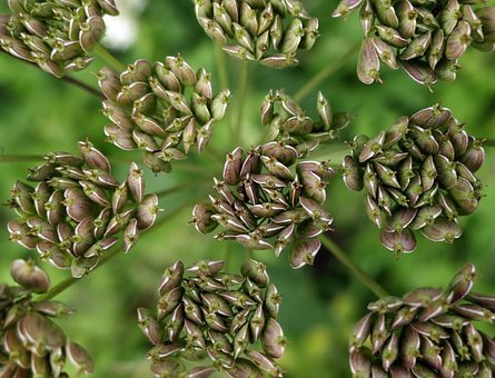Az ánizs (Pimpinella anisum) fűszernövény ültetése, gondozása, felhasználása