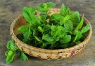 A borsmenta (Mentha × piperita) fűszer- és gyógynövény ültetése, gondozása, felhasználása