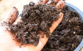 A talaj javítása és tápanyagellátása a veteményforgóban