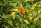 Paprika jellemzői, termesztése, ültetése, gondozása, felhasználása