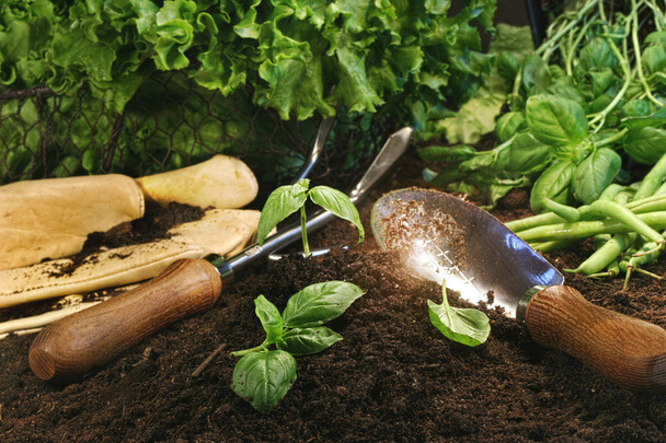 Az ökológiai zöldségtermesztés alapelvei