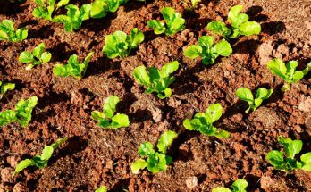 Az ökológiai zöldségtermesztés előnyei és hátrányai