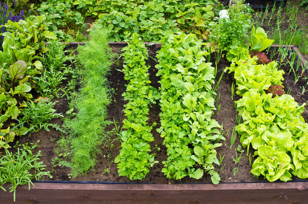Zöldségfélék és gyógynövények kertje