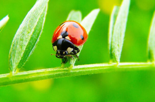 Hasznos rovarok és állatok szerepe a gyomirtásban
