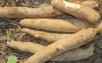 A manióka (Manihot esculenta) termesztése, gondozása, felhasználása, jellemzői