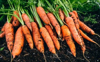 A sárgarépa (Daucus carota subsp. sativus) termesztése, gondozása, felhasználása, jellemzői