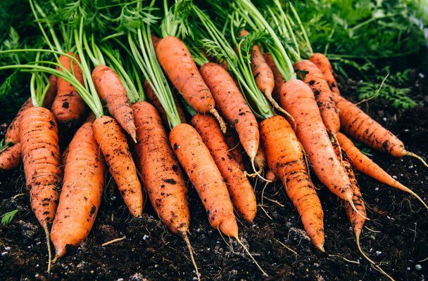 A sárgarépa (Daucus carota subsp. sativus) termesztése, gondozása, felhasználása, jellemzői