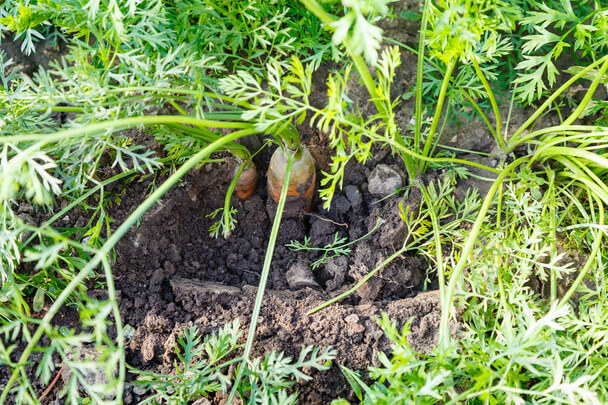 A sárgarépa (Daucus carota subsp. sativus) termesztése, gondozása, felhasználása, jellemzői