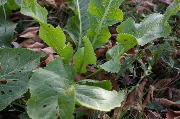 Torma (Armoracia rusticana) ültetése, termesztése, gondozása