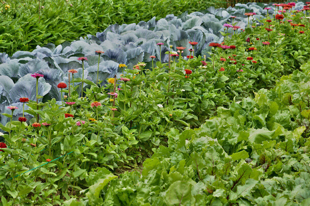 Milyen zöldségek és gyógynövények termeszthetők együtt?