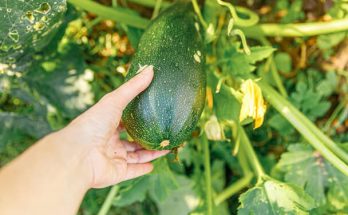 Az évszakok zöldségei: Kertészeti tippek az egész évben