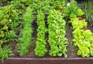 Az évszakok zöldségei: Kertészeti tippek az egész évben
