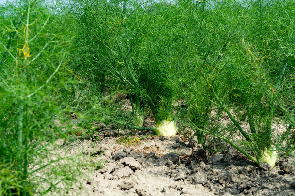 Az édeskömény (Foeniculum vulgare) termesztése, gondozása, felhasználása, jellemzői