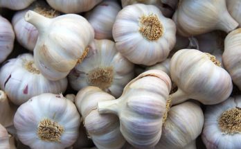 A fokhagyma (Allium sativum) ültetése, termesztése, gondozása