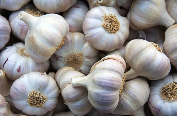 A fokhagyma (Allium sativum) ültetése, termesztése, gondozása