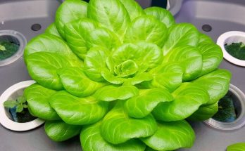 A kerti saláta (Lactuca sativa) ültetése, termesztése, gondozása
