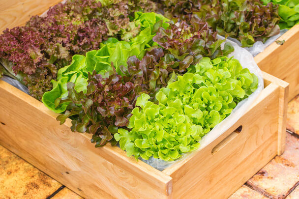 A kerti saláta (Lactuca sativa) ültetése, termesztése, gondozása