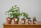 Fűszernövények ültetése cserépbe és ládába