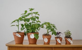 Fűszernövények ültetése cserépbe és ládába