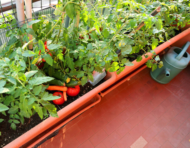 Őshonos zöldségek termesztése balkonon