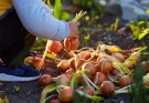 Hagyma nevelése: Ültetés, ápolás és betakarítás egyszerűen