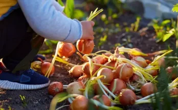 Hagyma nevelése: Ültetés, ápolás és betakarítás egyszerűen