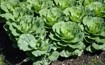 Karfiol termesztése: Ültetéstől a betakarításig