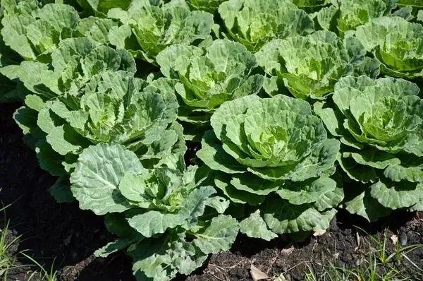 Karfiol termesztése: Ültetéstől a betakarításig