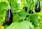 Padlizsán nevelése: Tippek a bőséges terméshez