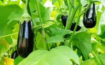 Padlizsán nevelése: Tippek a bőséges terméshez