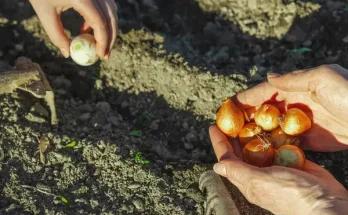 Vöröshagyma nevelése: Praktikus tanácsok a kertből az asztalig