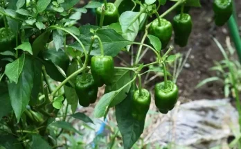 Zöldpaprika nevelése: Hogyan termeszd a legízletesebb paprikákat?
