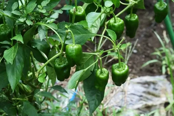 Zöldpaprika nevelése: Hogyan termeszd a legízletesebb paprikákat?