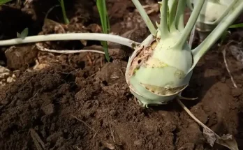 Karalábé betegségek megelőzése és kezelése