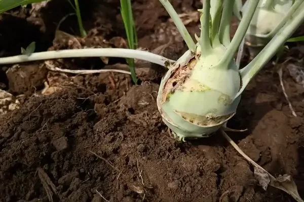 Karalábé betegségek megelőzése és kezelése