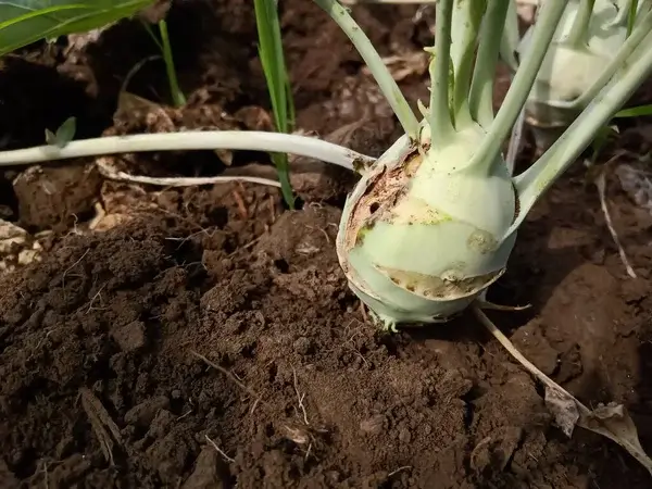 Karalábé betegségek megelőzése és kezelése
