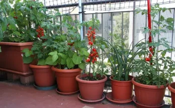 Zöldségkertészkedés városi környezetben – tippek erkélyre és teraszra