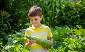 Zöldségtermesztés Házilag: Kezdők Útmutatója a Saját Kerthez