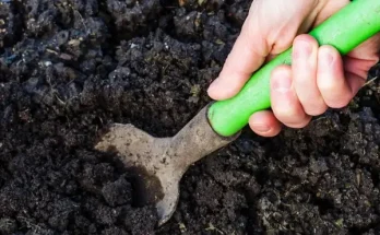 A talaj fontossága a zöldségtermesztésben: amit tudni érdemes