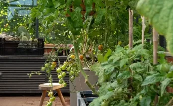 Hogyan neveld meg saját zöldségeidet otthon, egyszerű lépésről lépésre