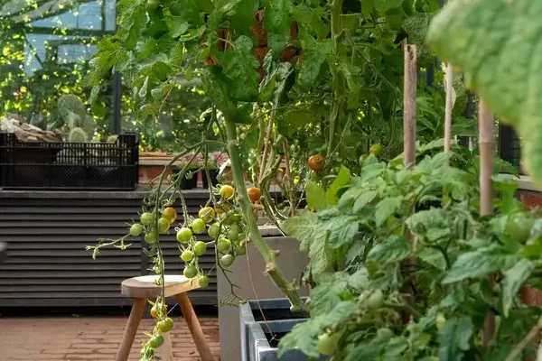 Hogyan neveld meg saját zöldségeidet otthon, egyszerű lépésről lépésre