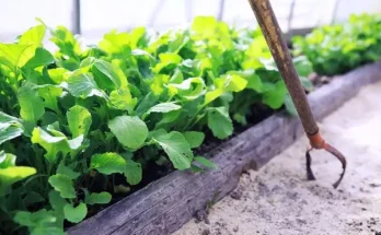 Zöldségpalánták kikelése: Hogyan biztosítsd a legjobb körülményeket?
