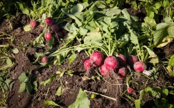 Retek betakarítása: Mikor szedd le a legjobb ízért?