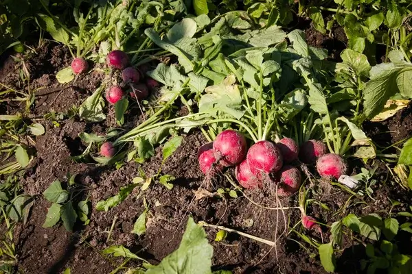 Retek betakarítása: Mikor szedd le a legjobb ízért?