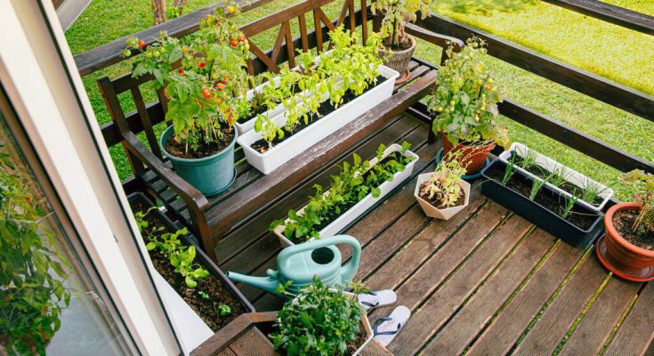 Vertikális Zöldségkertek: Helytakarékos Megoldások Városi Környezetben