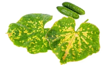 Uborka betegségek és kártevők elleni védekezés természetesen