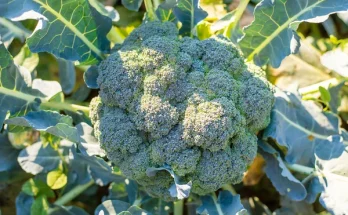 Brokkoli termesztése: Minden, amit a bőséges termésért tudni kell