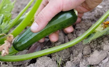 Cukkini nevelése: Hogyan kerüld el a leggyakoribb problémákat?