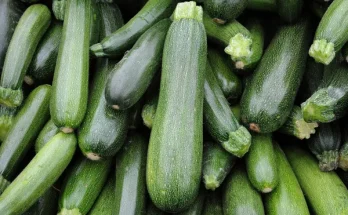 Cukkini termesztése balkonon: Tippek a sikeres neveléshez